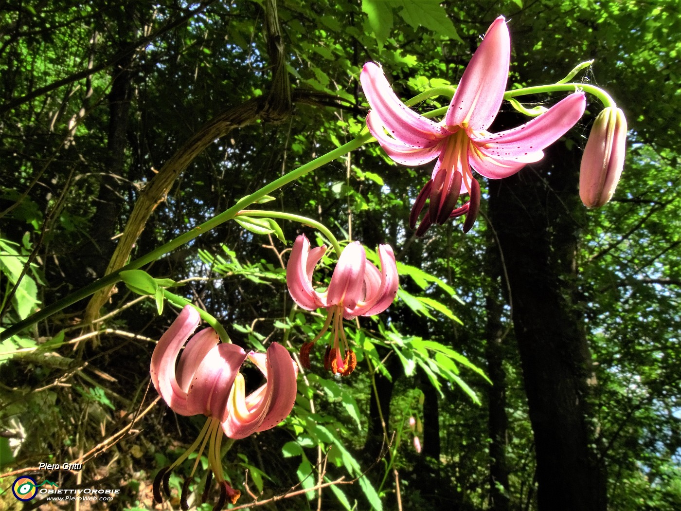 25  Lilium martagon (Giglio martagone).JPG